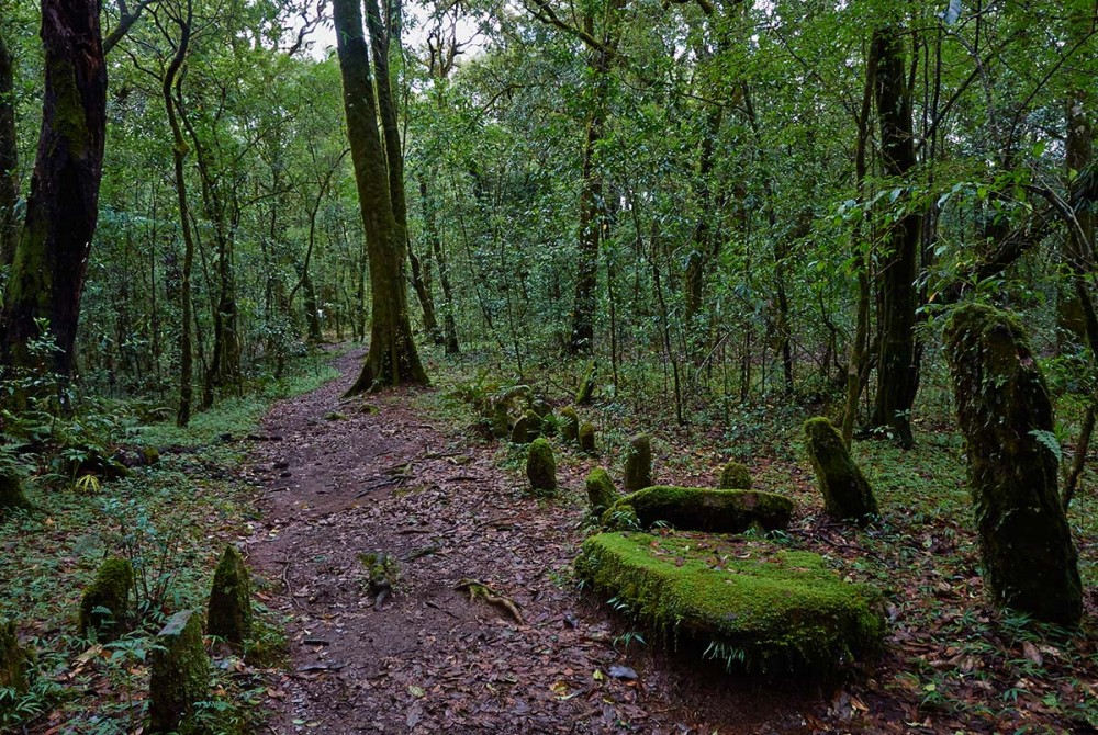 Mawphlang Sacred Grove